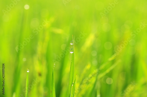 grass with water drops