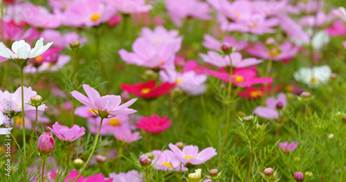 Cosmos flowers in the park