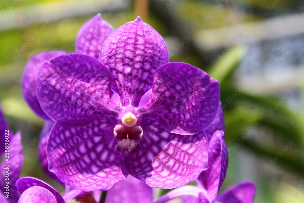 close-up of a blossom of an orchid close-up of a blossom of an orchid