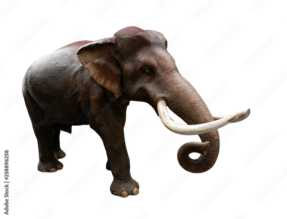side view brown elephant looking and stand on white background, copy space