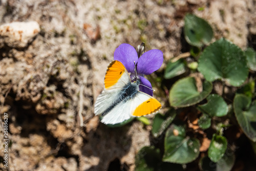 Orangetip Butterfly on Violet Flower in Springtime photo