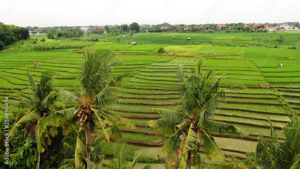 Beautiful drone clip over terraced and fertile rice paddies in Canggu Bali during a clear sunny day Beautiful drone clip over terraced and fertile rice paddies in Canggu Bali during a clear sunny day