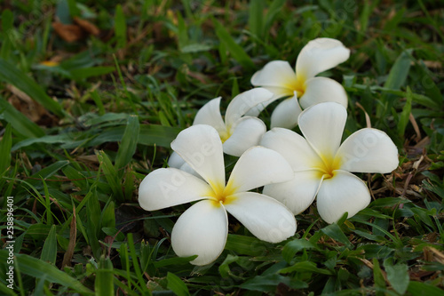 beautiful white plumerias put on green grass and dry grass background,copy space photo