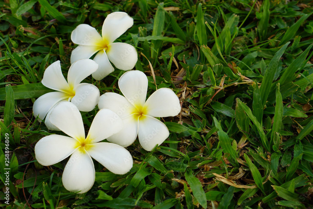 white and yellow four plumeria put on grass nature background,copy space