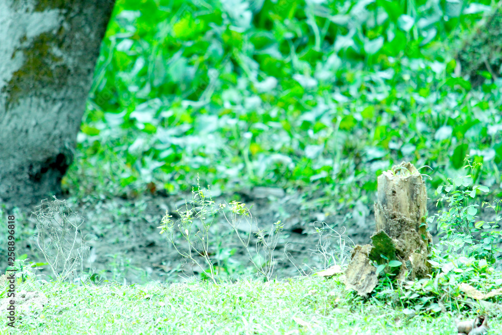 Obraz premium stone in the garden