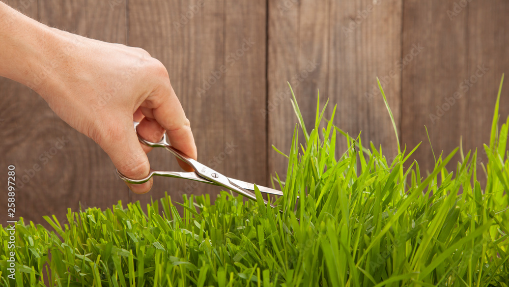 1,001 Stubborn Grass Stock Photos - Free & Royalty-Free Stock Photos from  Dreamstime