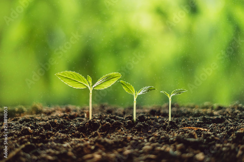 Growth Trees concept seedlings nature background Beautiful green