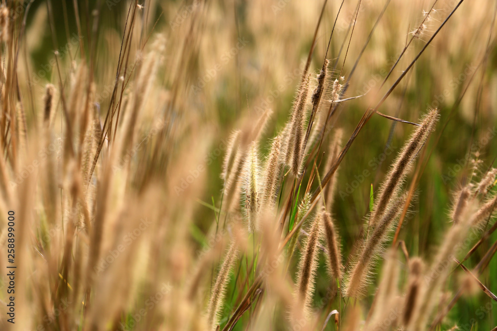 Field of grass in summer day.