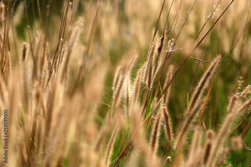 Field of grass in summer day.