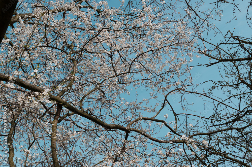 Beautiful White Cherry Flowers in Spring Garden over Nature Background Beautiful White Cherry Flowers in Spring Garden over Nature Background