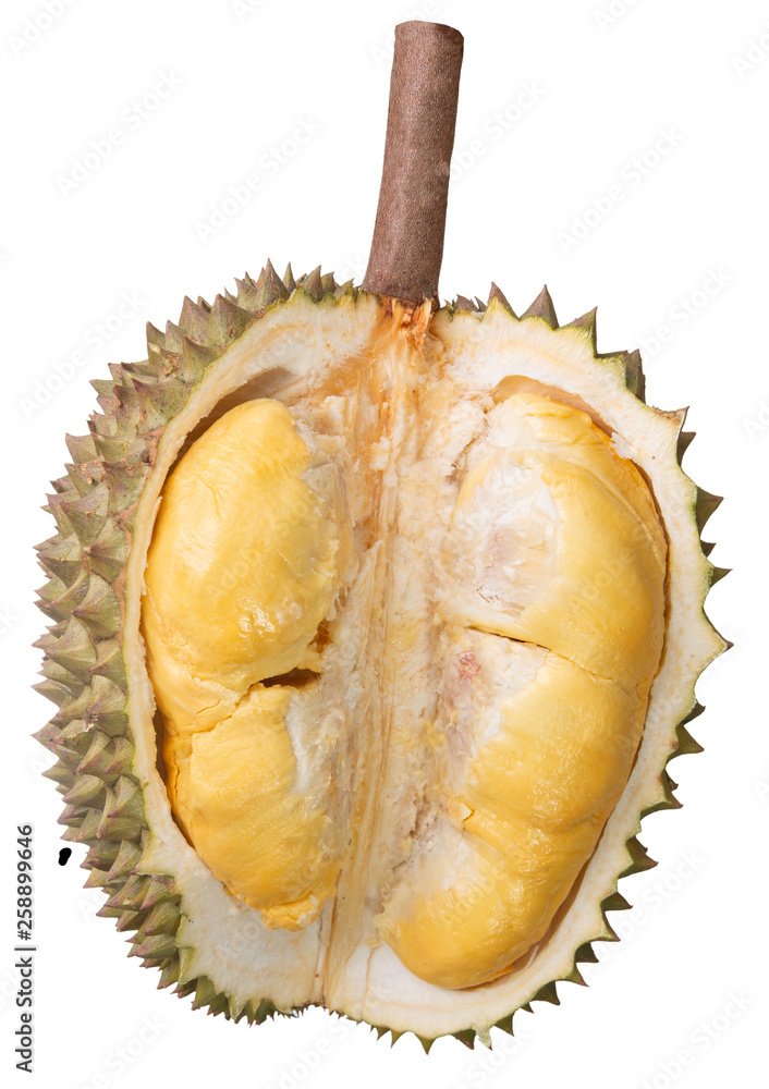 Fototapeta premium Durians cut through to see the yellow flesh. on the White Blackground