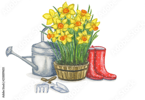 Spring composition consisting of a tub with yellow daffodils, red polka-dot gumboots, a metal garden watering can and garden tools