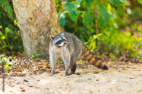 Racoon on the beach in Costa Rica  © pop_gino