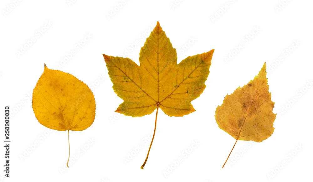 Set of Dry Leaves Isolated on White Background Set of Dry Leaves Isolated on White Background