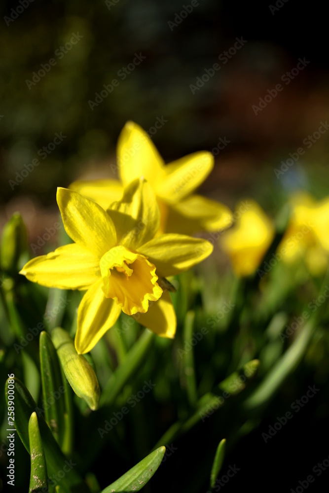 Narcissus - spring plant, March 2019, Czech Republic, South Bohemia