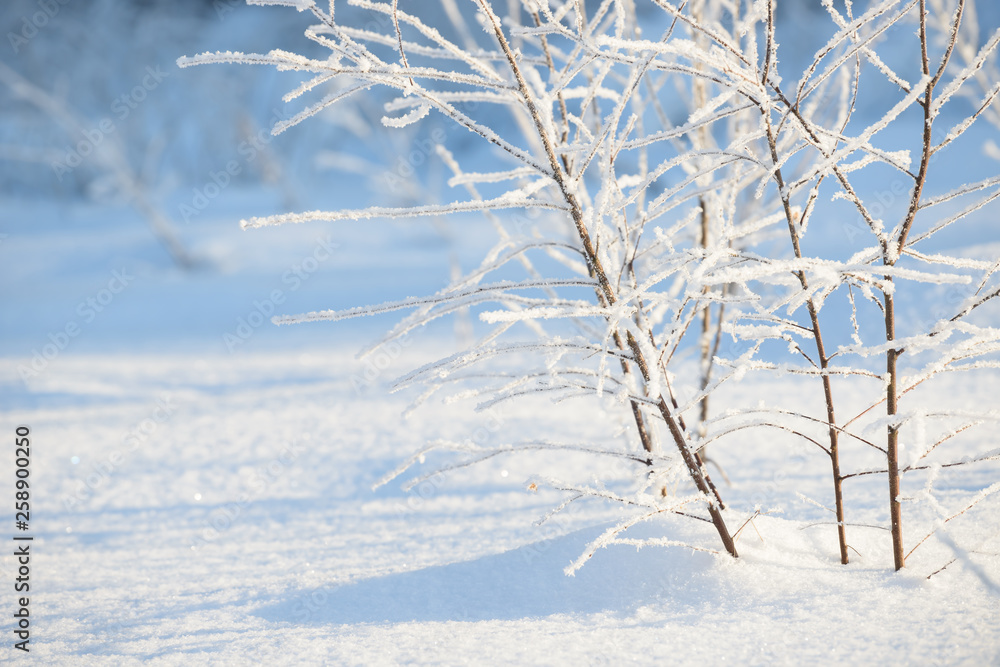 Winter branches covered with snow. Frozen tree and bush branch in winter forest. Winter forest landscape. Winter branches covered with snow. Frozen tree and bush branch in winter forest. Winter forest landscape.