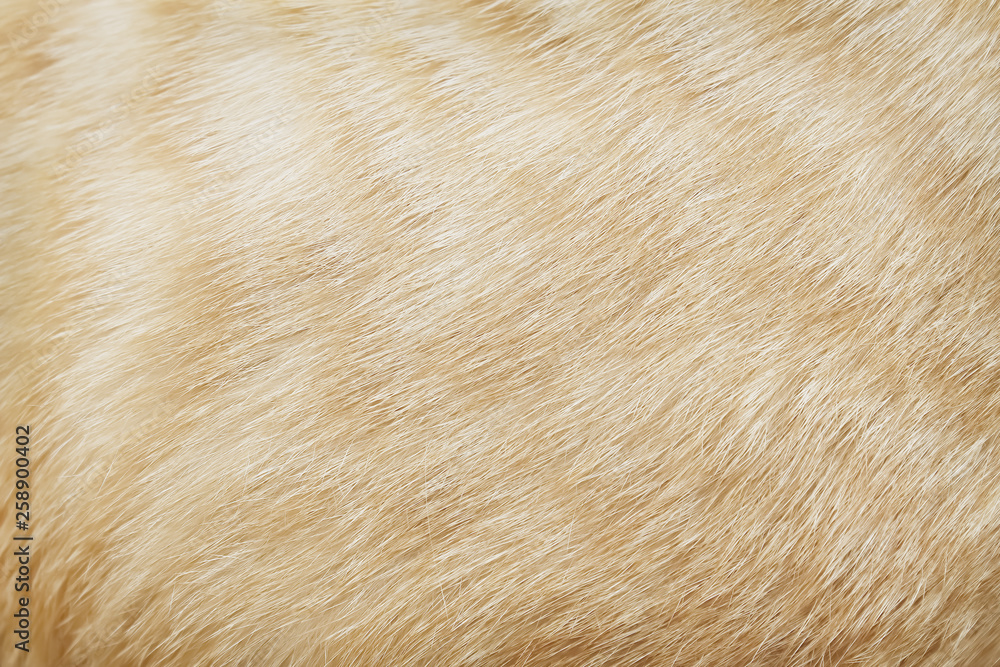 Brown cat fur short smooth seamless patterns for bright background or texture Brown cat fur short smooth seamless patterns for bright background or texture