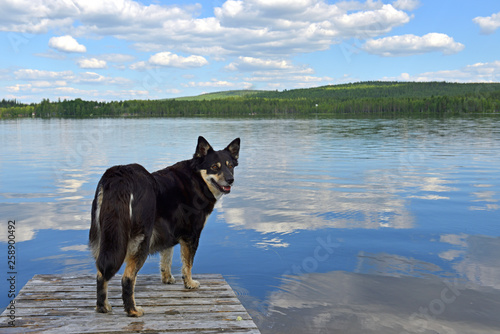 Lapponian herder (Lapinporokoira or Lapp Reindeer dog or Lapsk Vallhund)  on background of blue lake and blue sky. Finnish Lapland photo