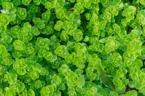 green foliage background texture. Top view of growing plants