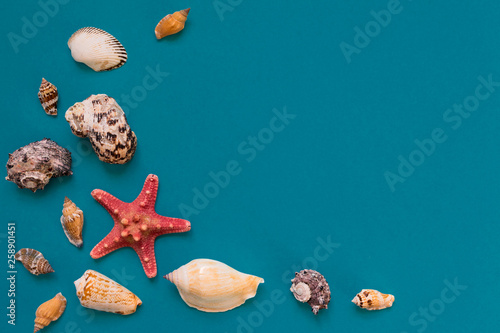 Sea shells and starfish on light blue background with copy space. summer holiday and vacation concept