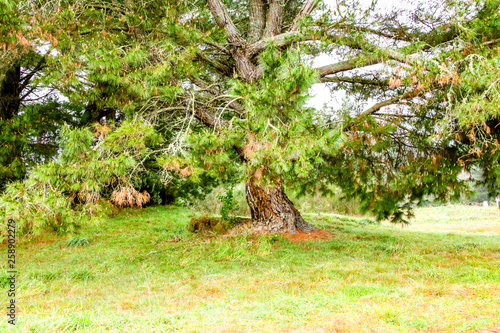 A tour around the reserve, Dunham Point Reserve, Kinleith, New Zealand photo