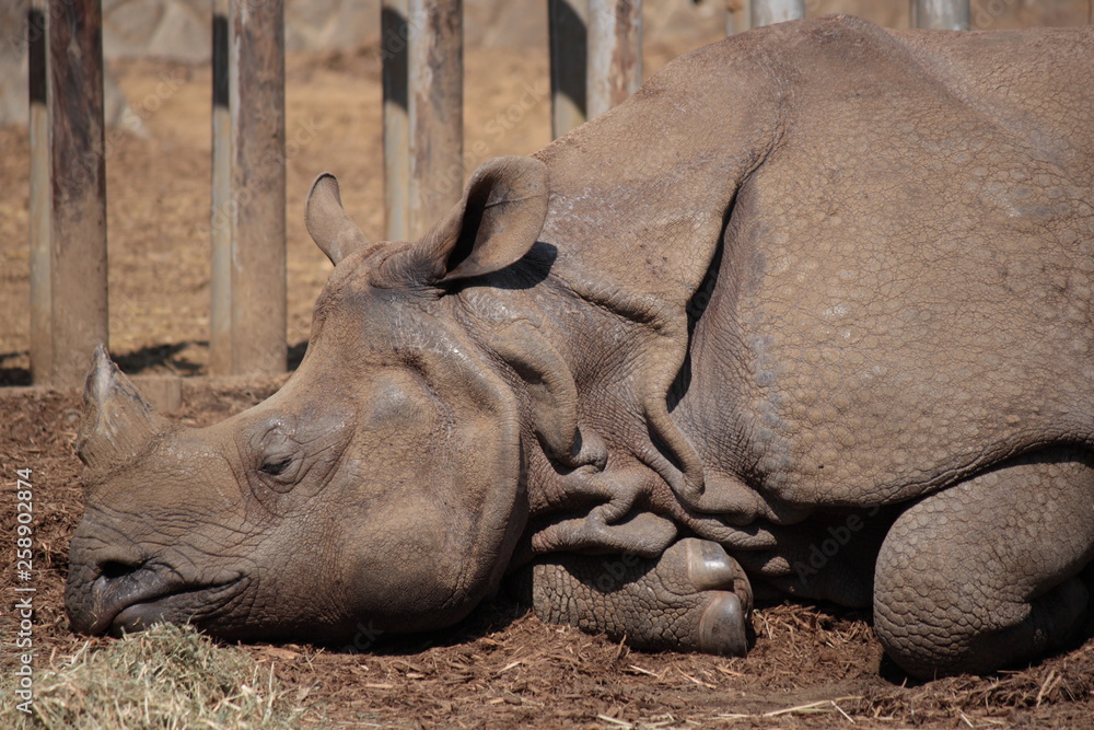 Fototapeta premium 昼寝をするサイ