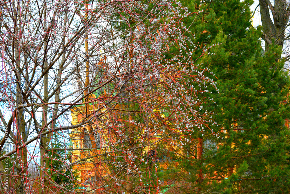 spring in the Park spring in the Park
