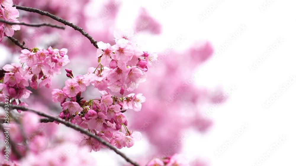 beautiful Sakura, Cherry Blossom flower in spring season beautiful Sakura, Cherry Blossom flower in spring season