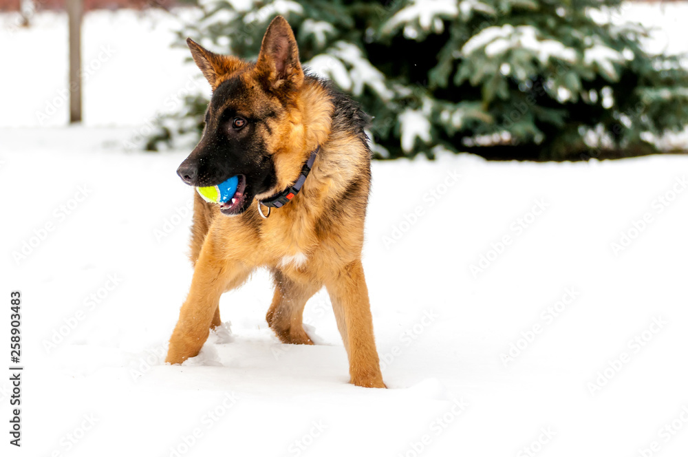 A german shepherd puppy dog playing with a ball at winter