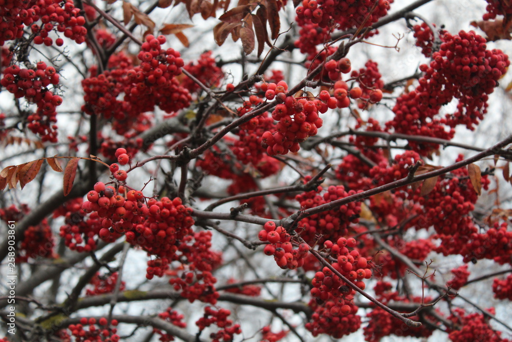 Scene of branches red rowan berries or Mountain Ash berries in the autumn. Background from a red mountain ash. It is possible to use in a web design, calendars, posters as wall-paper. Horizontal photo Scene of branches red rowan berries or Mountain Ash berries in the autumn. Background from a red mountain ash. It is possible to use in a web design, calendars, posters as wall-paper. Horizontal photo