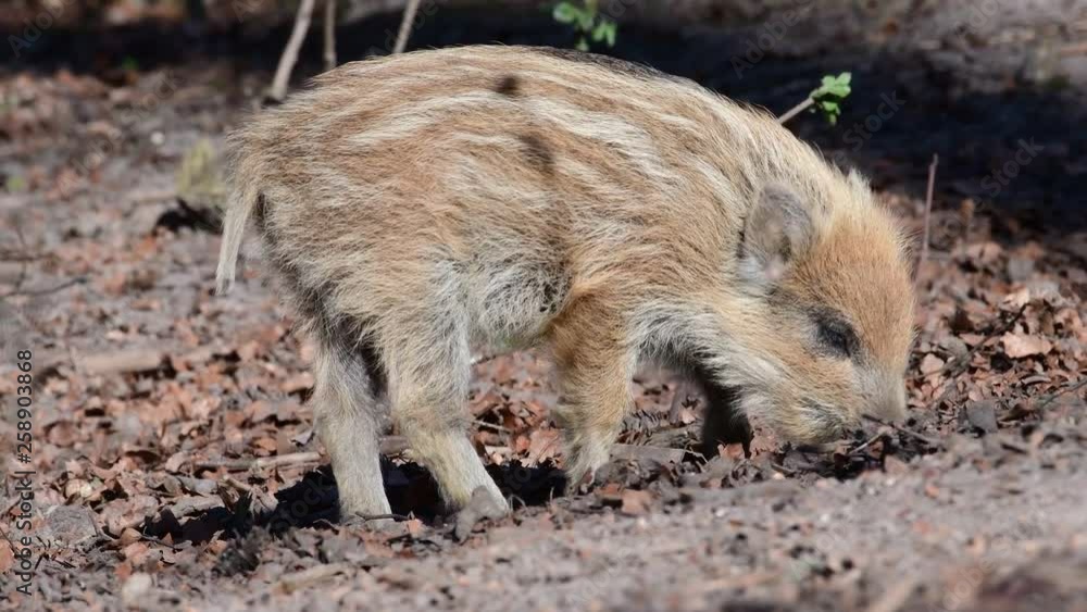Wild boar piglets search feed on the forest floor, spring (sus scrofa), germany Wild boar piglets search feed on the forest floor, spring (sus scrofa), germany