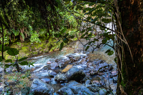 Waiau falls is a refreshing place to take a dip, Waiau Kauri Grove, Coromandel, New Zealand