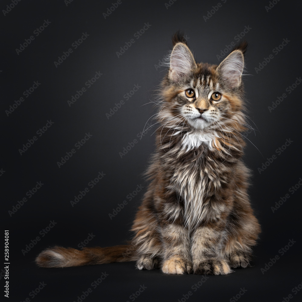 Maine Coon Tortoiseshell Kitten