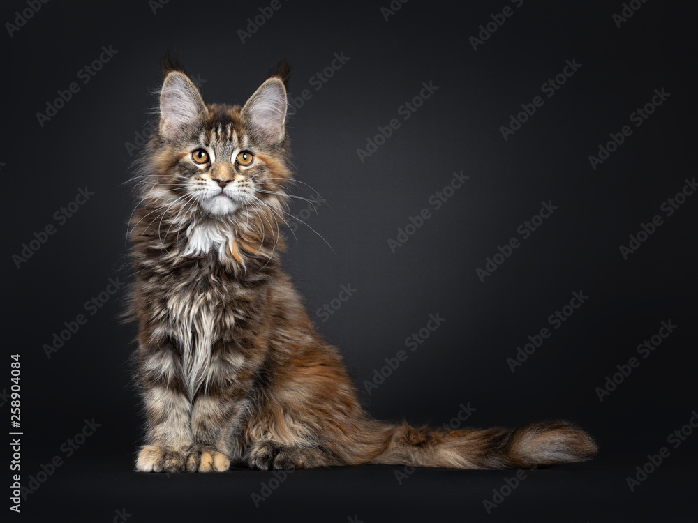 Majestic tortie Maine Coon cat kitten sitting up side ways, looking straight at lens with brown eyes. Isolated on black background. Tail stretched beside body.