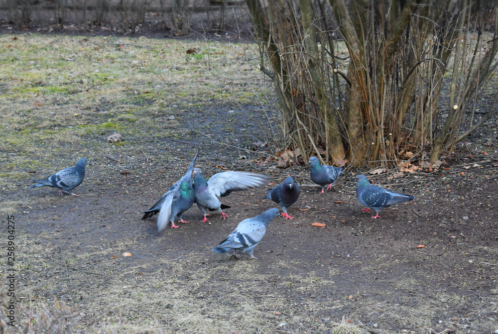 Fototapeta premium pigeons in the park