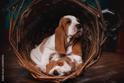 Tablou canvas Basset hound puppies in the nest on the wooden floor