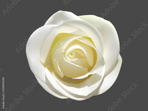 light rose on a dark background vector