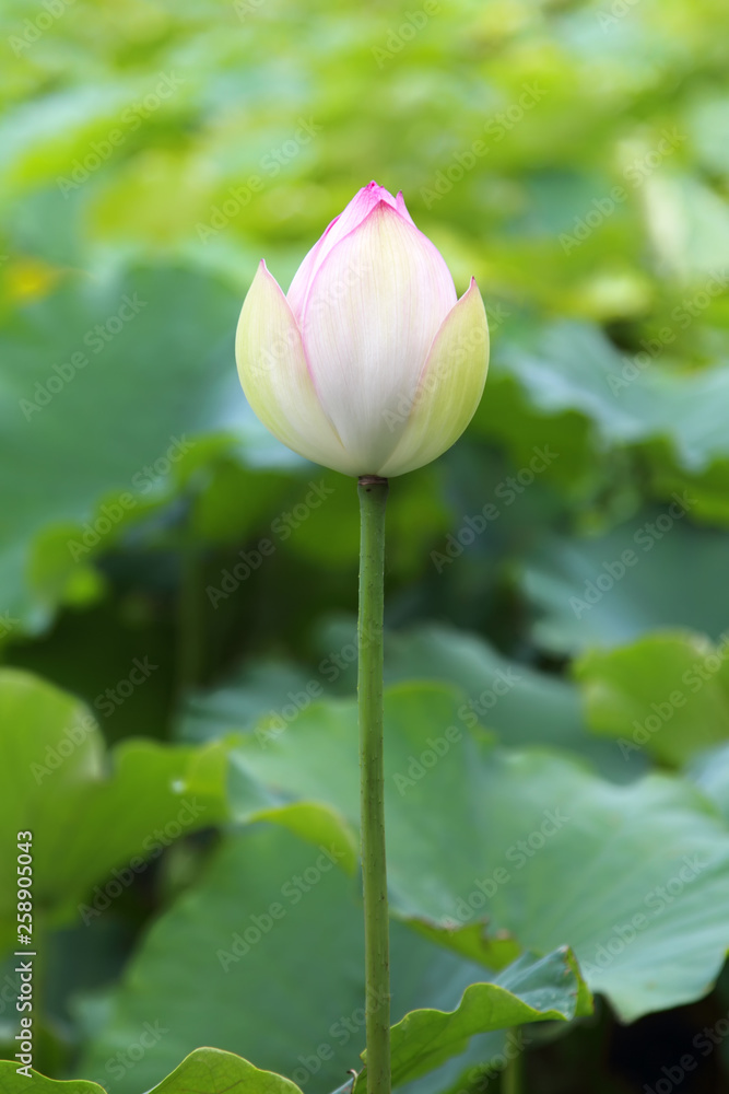 Indian lotus (Nelumbo nucifera) in a pond in Australia.