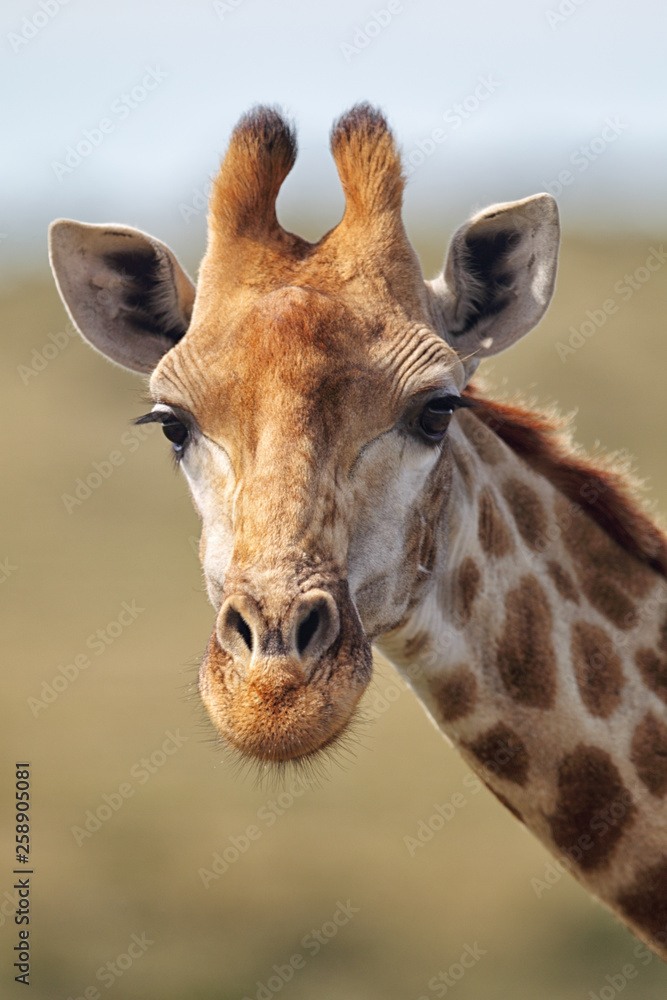 Fototapeta premium Portrait of a Giraffe (Giraffa camelopardalis) in the Amakhala Game Reserve, Eastern Cape, South Africa.