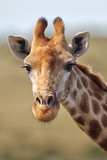 Portrait of a Giraffe (Giraffa camelopardalis) in the Amakhala Game Reserve, Eastern Cape, South Africa.