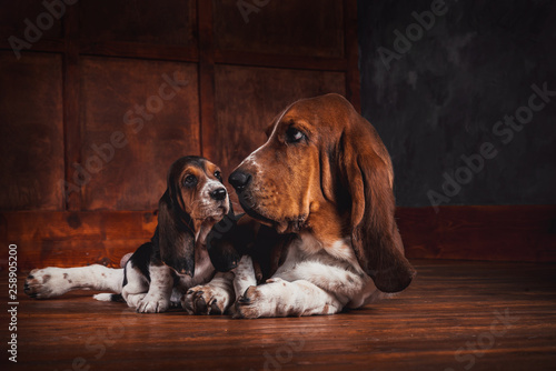 Basset hound and a puppy lay on the wooden floor