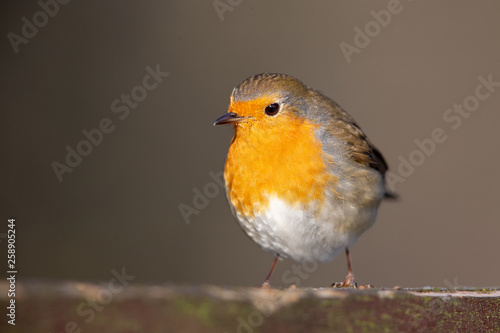 European Robin (Erithacus rubecula) in the nature protection area Moenchbruch near Frankfurt, Germany.