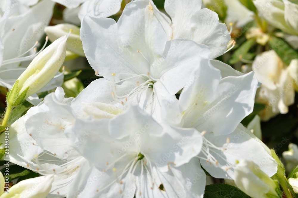 リュウキュウツツジ