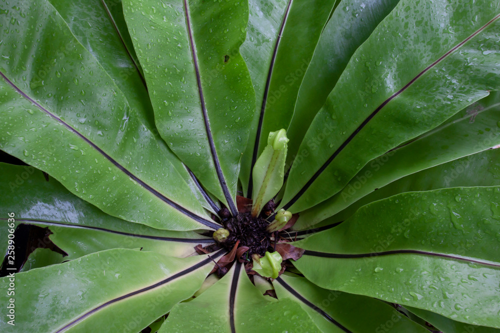 Bird’s nest fern with drops in the garden, Top view. Bird’s nest fern with drops in the garden, Top view.