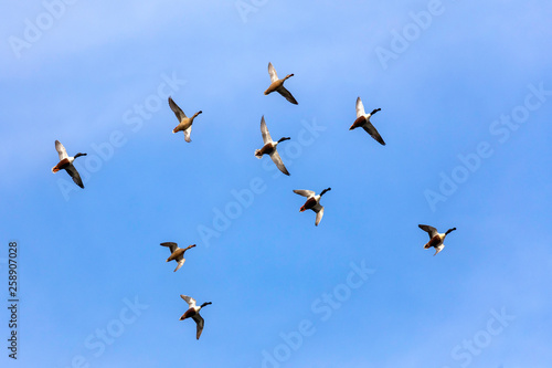 large group of ducks flying in formation in the blue sky