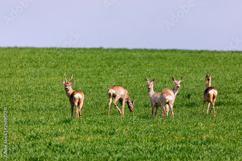 Fototapeta Naklejka Na Ścianę i Meble -  A Flock of deer with summer grazing on green grass field