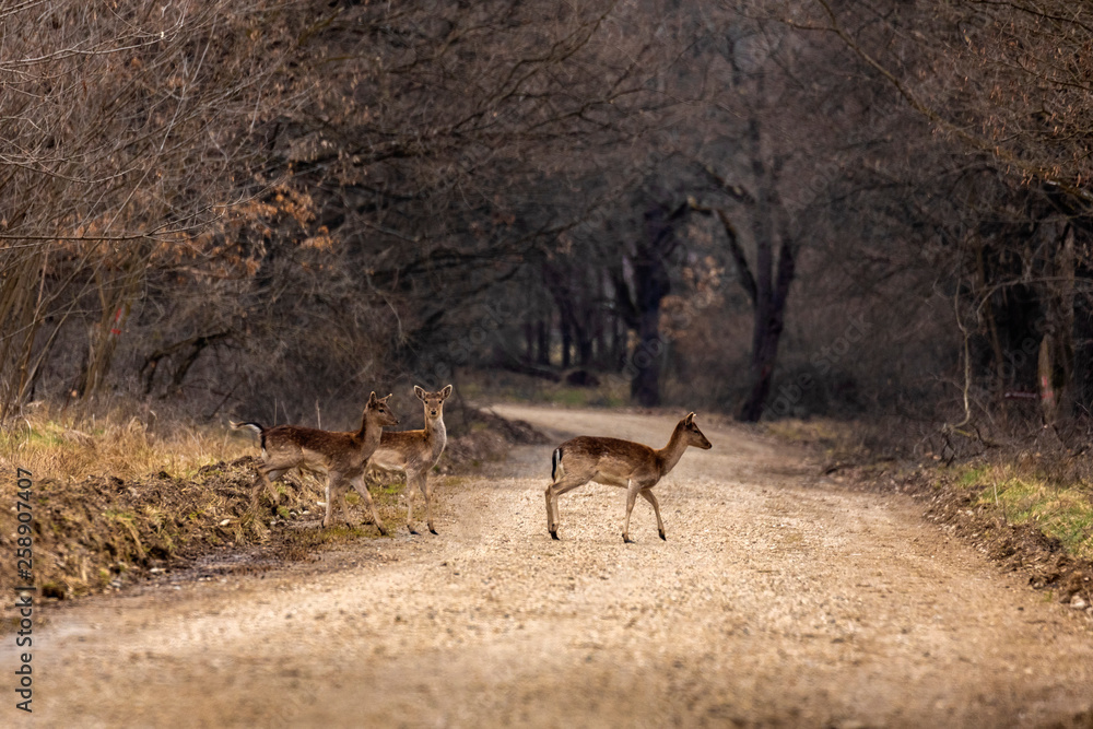 Roe deer (Capreolus capreolus) in an oak forest at the feeding spot Roe deer (Capreolus capreolus) in an oak forest at the feeding spot