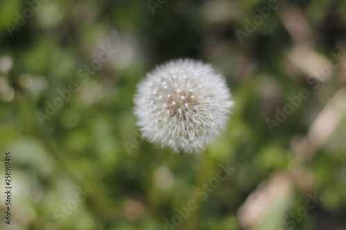 Dandelion