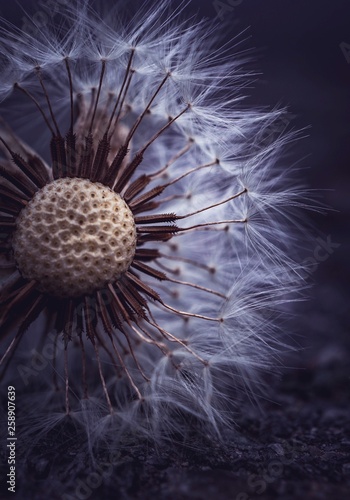 dandelion flower plant in springtime