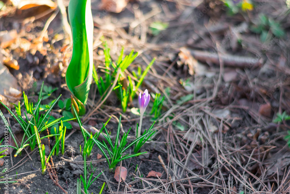 Growing purple crocus. First spring flowers Growing purple crocus. First spring flowers